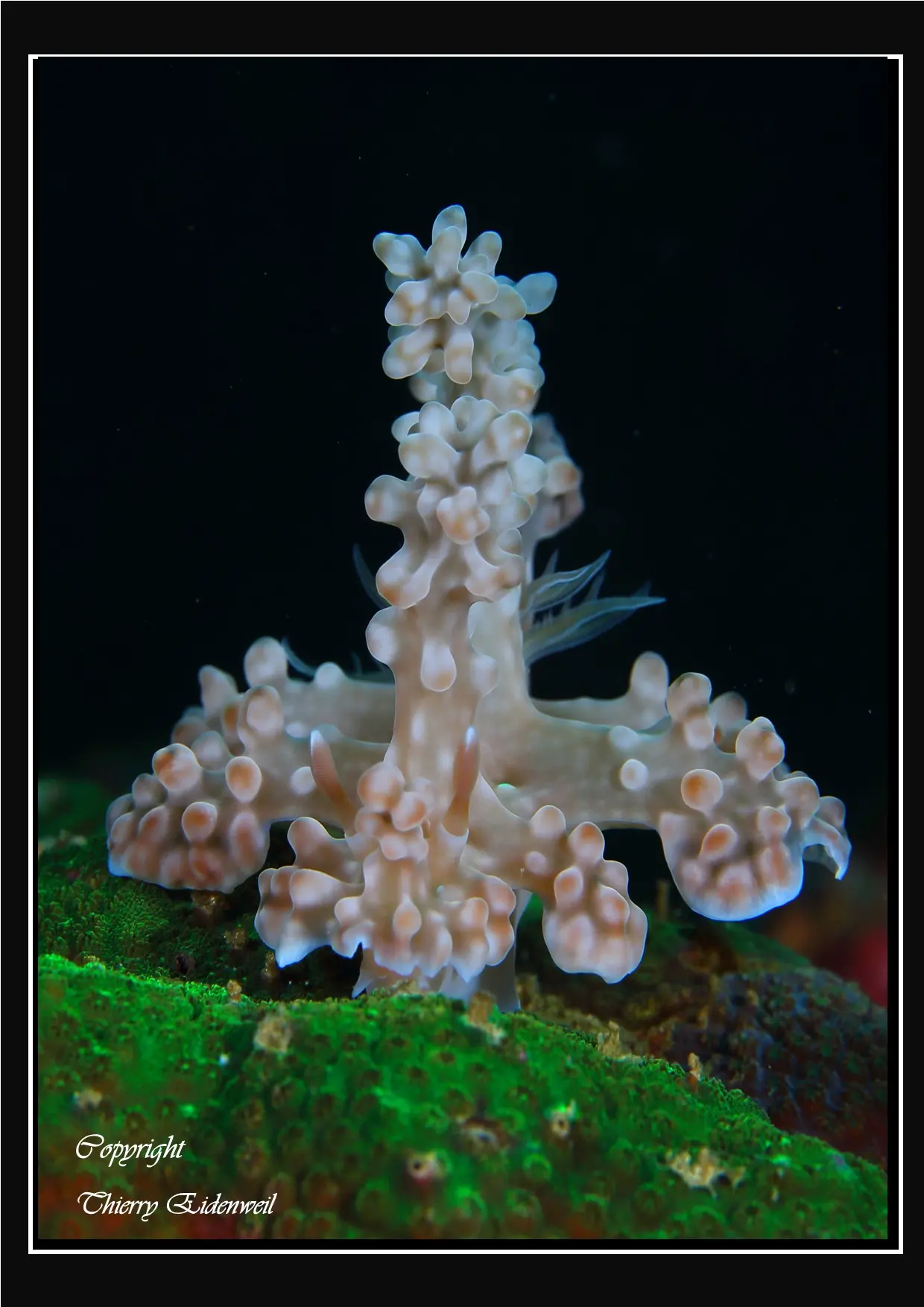 Anilao Macro Dive Media Highlight